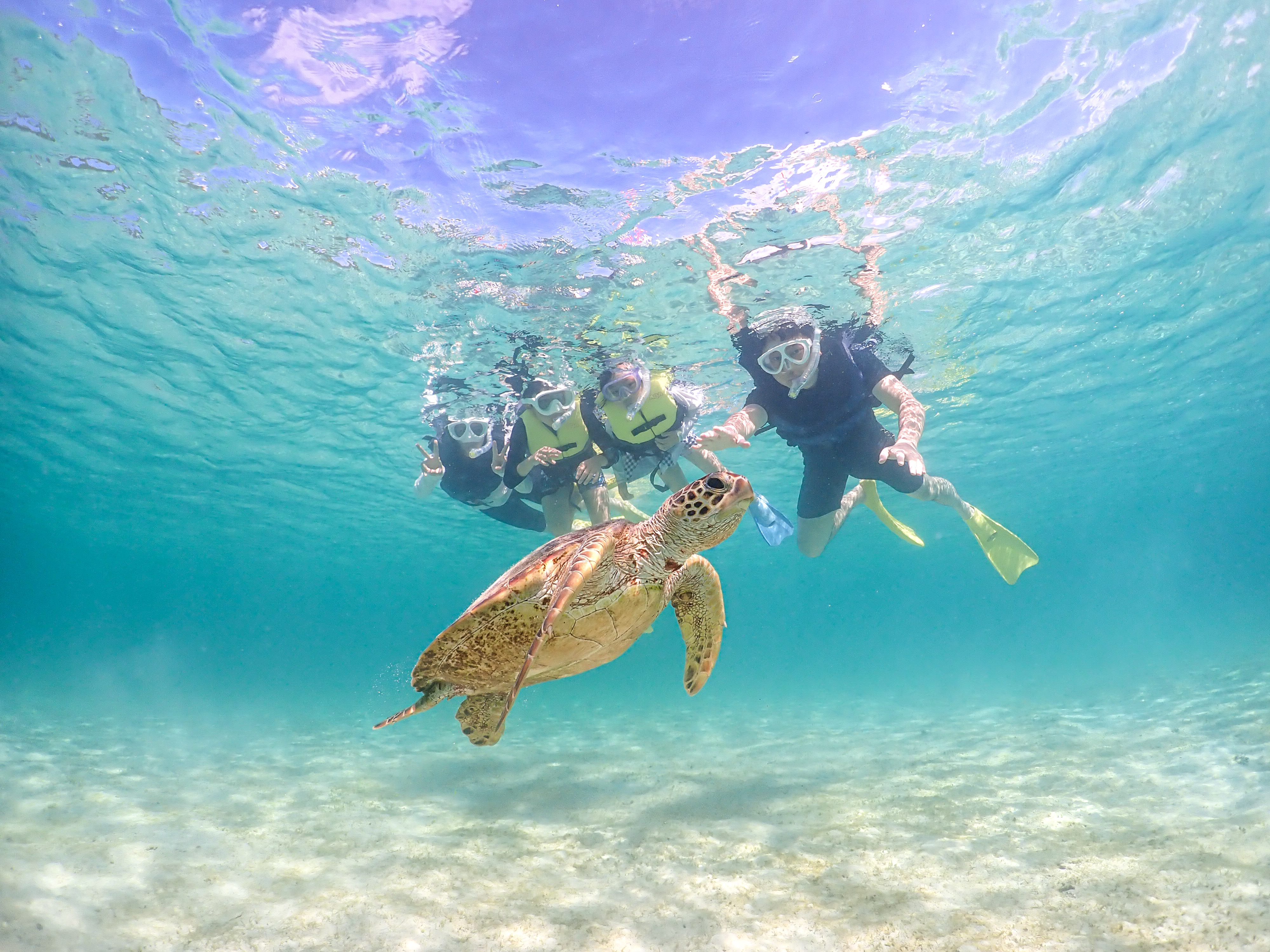 🐢 ウミガメと泳ぐシュノーケルツアー